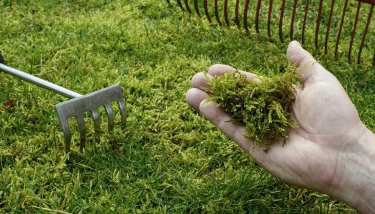 Газон для дачи: как бороться с сорняками, мхом и вредителями