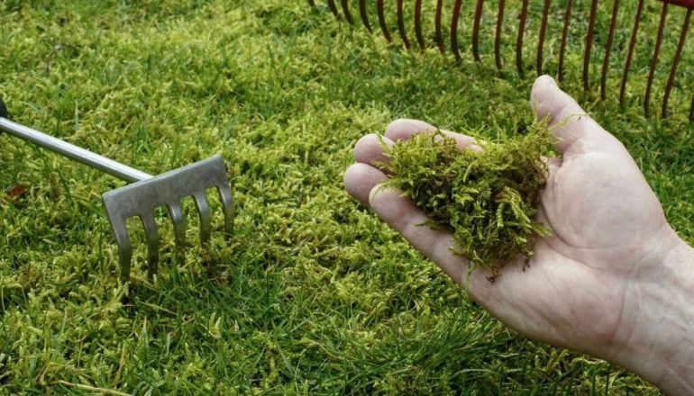 Газон для дачи: как бороться с сорняками, мхом и вредителями