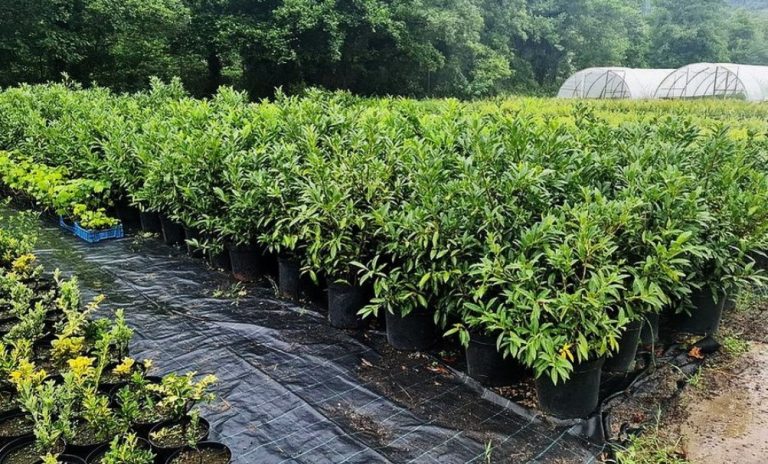 Почему саженцы из питомников приживаются лучше, чем дикорастущие