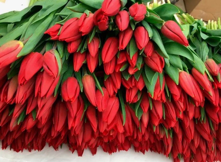 Где купить тюльпаны от производителя по лучшей цене к 8 Марта