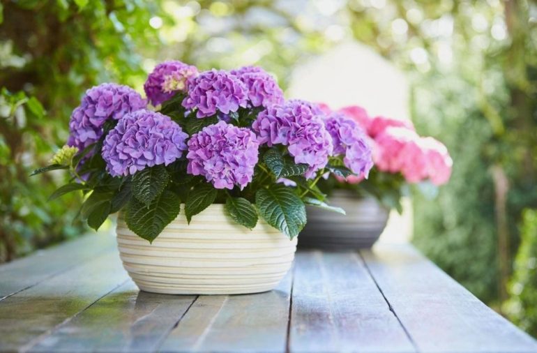 Гортензии: какие сорта сейчас в тренде у садоводов и ландшафтных дизайнеров