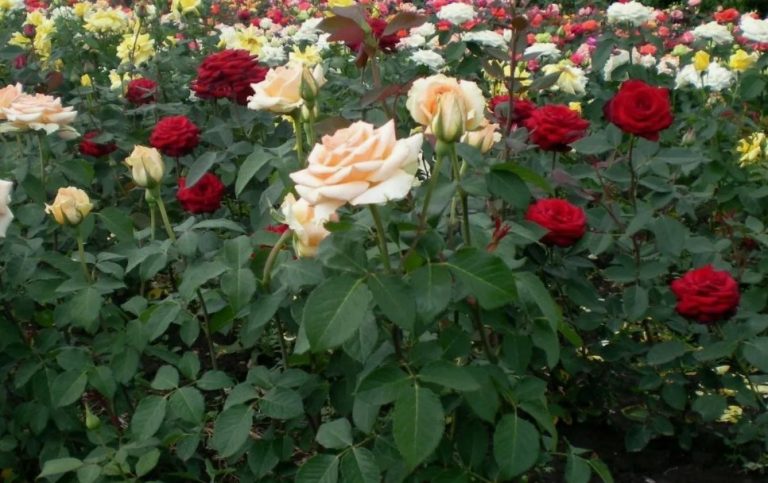 Саженцы чайно-гибридных роз: как выбрать идеальные сорта для вашего сада